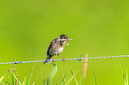 Eurasian reed bunting