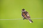 Eurasian reed bunting