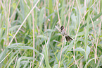 Reed bunting sits on reeds