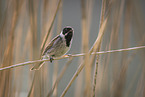 common reed bunting