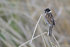 common reed bunting