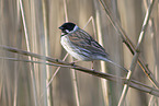 common reed bunting