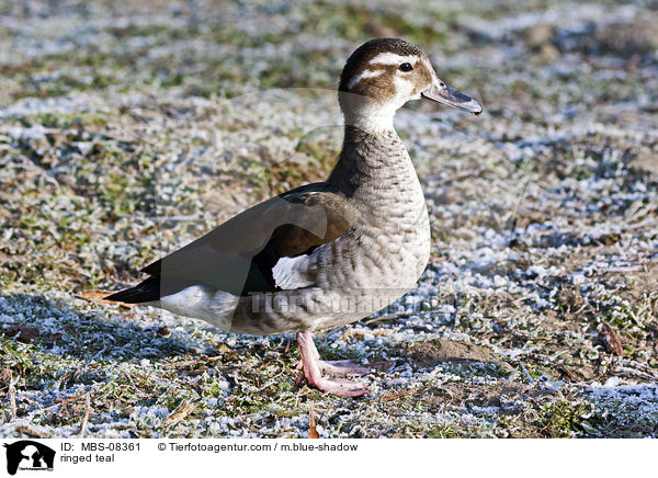ringed teal / MBS-08361