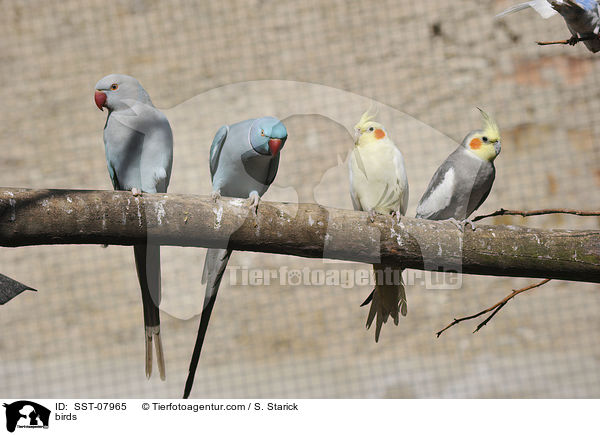 Halsbandsittiche und Nymphensittiche / birds / SST-07965