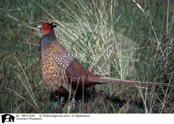 Fasan / Common Pheasant / HB-01040