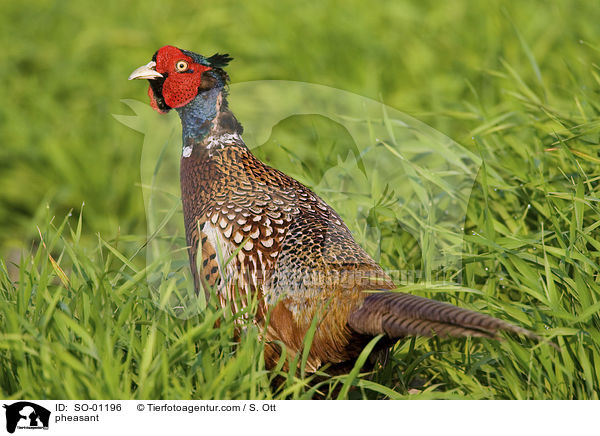 Fasan / pheasant / SO-01196