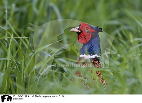 pheasant / SO-01199