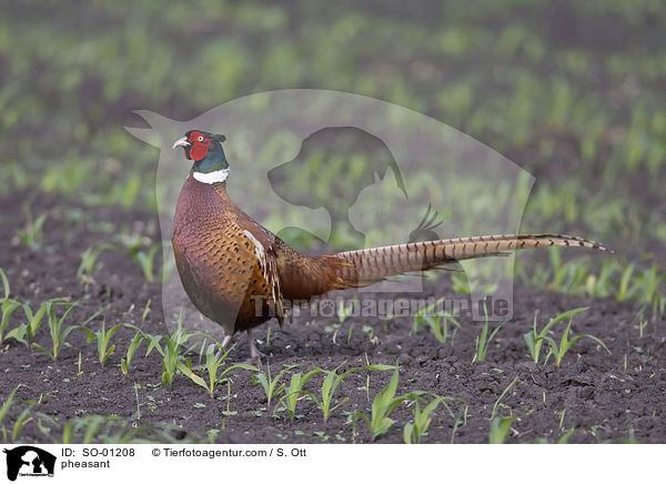 pheasant / SO-01208