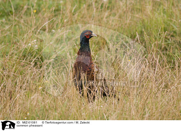 common pheasant / MIZ-01081