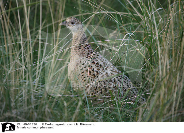 female common pheasant / HB-01336