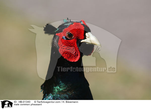 male common pheasant / HB-01340