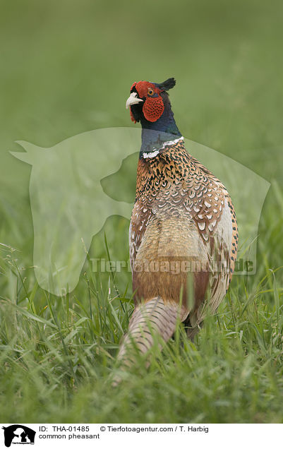 Fasan / common pheasant / THA-01485