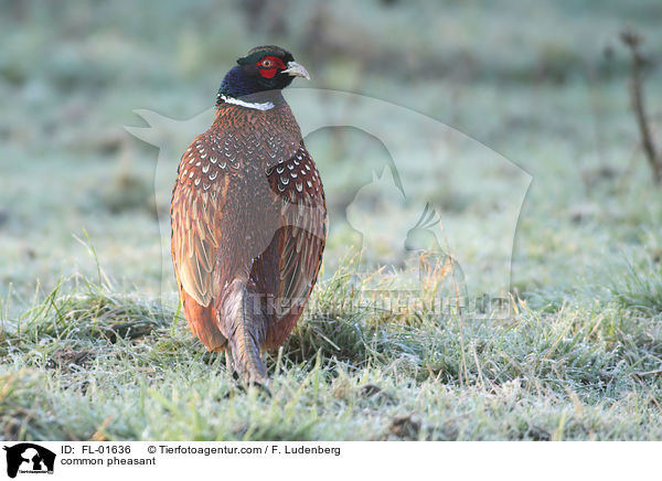 common pheasant / FL-01636