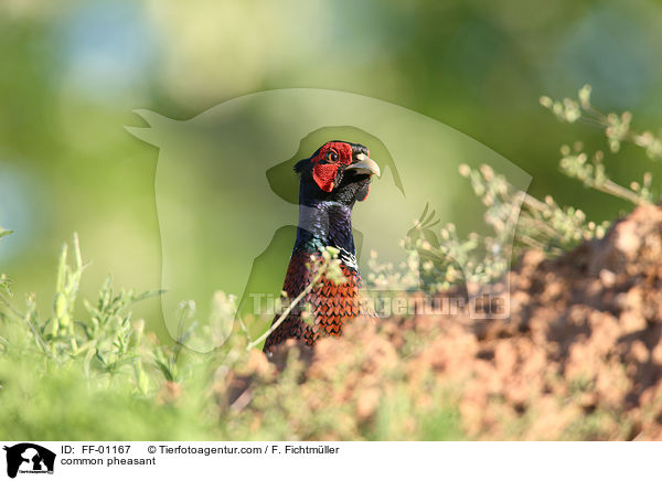 common pheasant / FF-01167