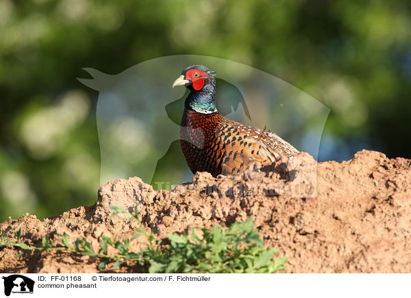 Fasan / common pheasant / FF-01168