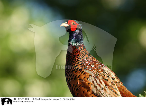 Fasan / common pheasant / FF-01169