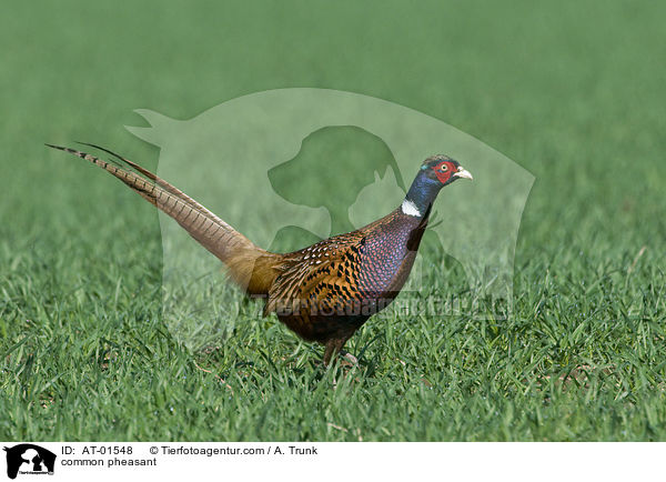 common pheasant / AT-01548