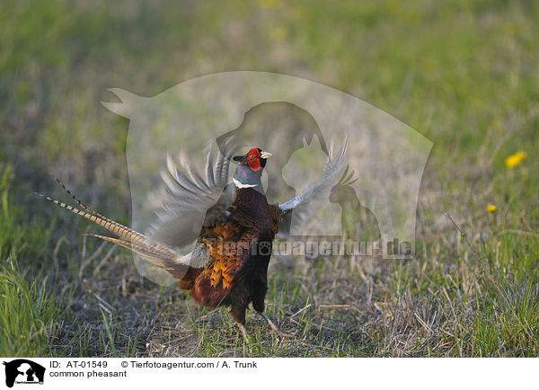 common pheasant / AT-01549
