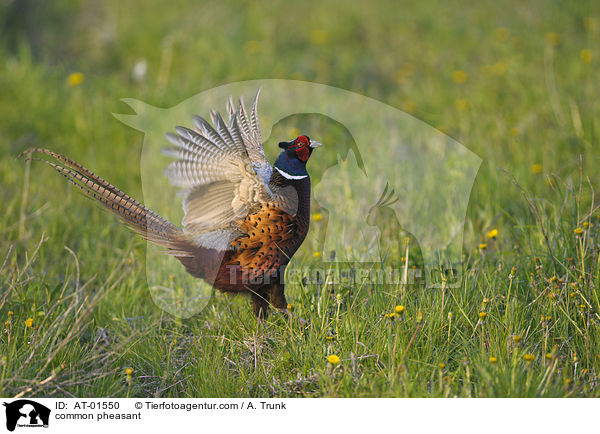 common pheasant / AT-01550
