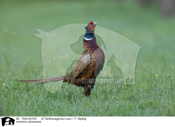 Fasan / common pheasant / THA-04187