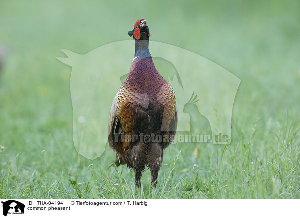 Fasan / common pheasant / THA-04194