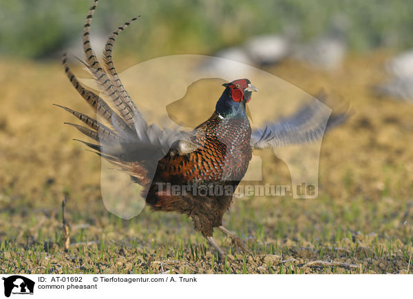 Fasan / common pheasant / AT-01692