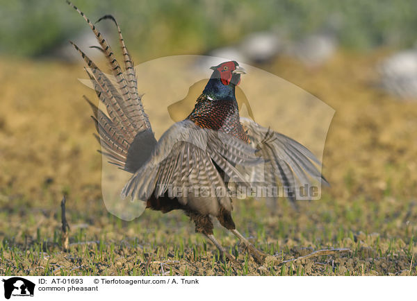 Fasan / common pheasant / AT-01693