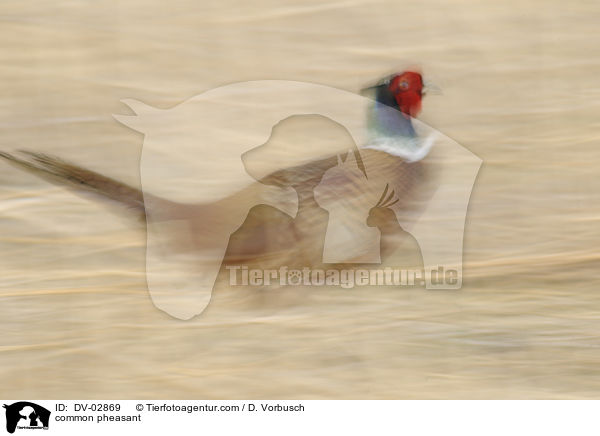 common pheasant / DV-02869