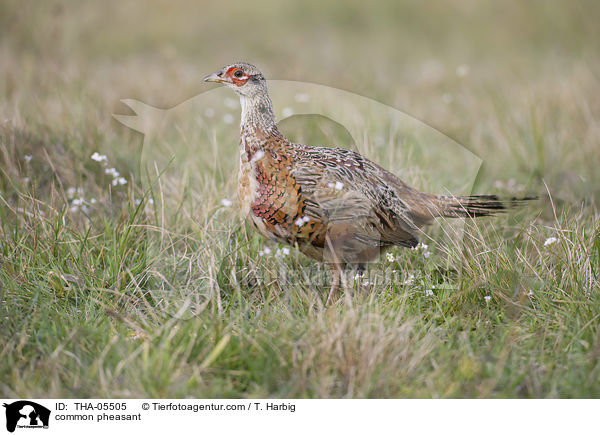 common pheasant / THA-05505