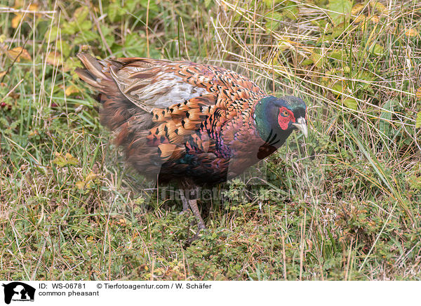 common pheasant / WS-06781