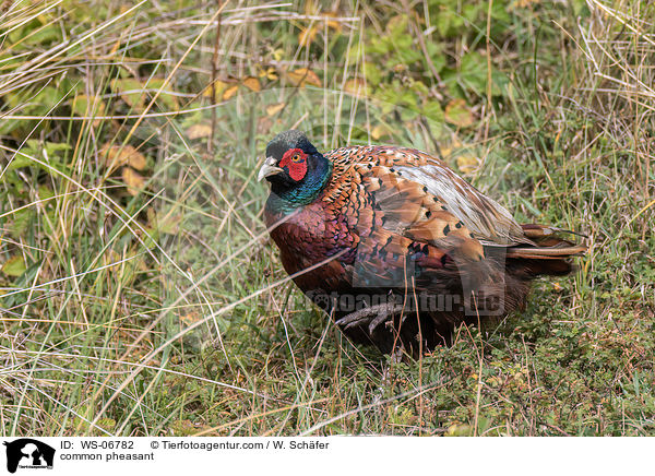 common pheasant / WS-06782