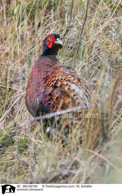common pheasant / WS-06790