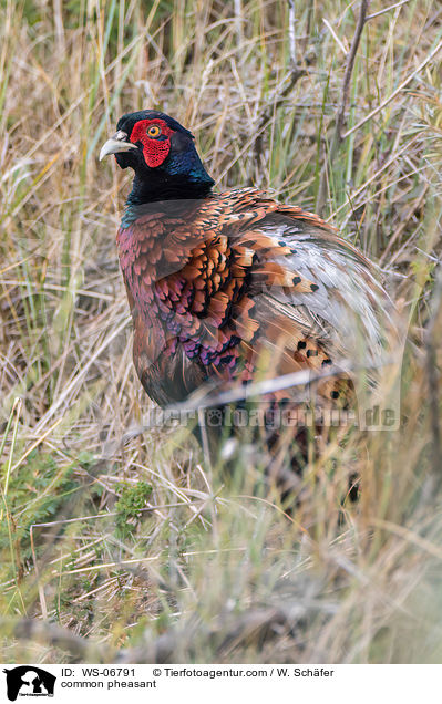 common pheasant / WS-06791