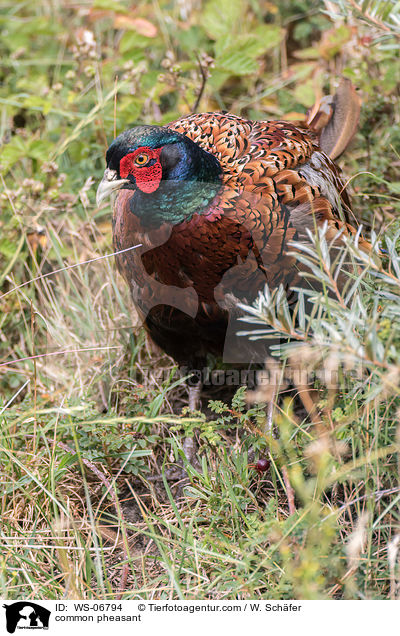 common pheasant / WS-06794