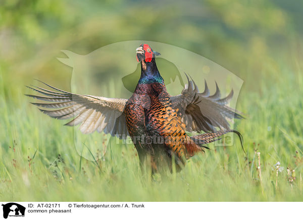 common pheasant / AT-02171