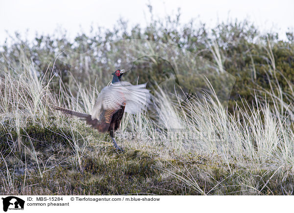 common pheasant / MBS-15284