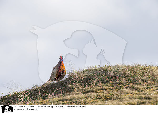 common pheasant / MBS-15286