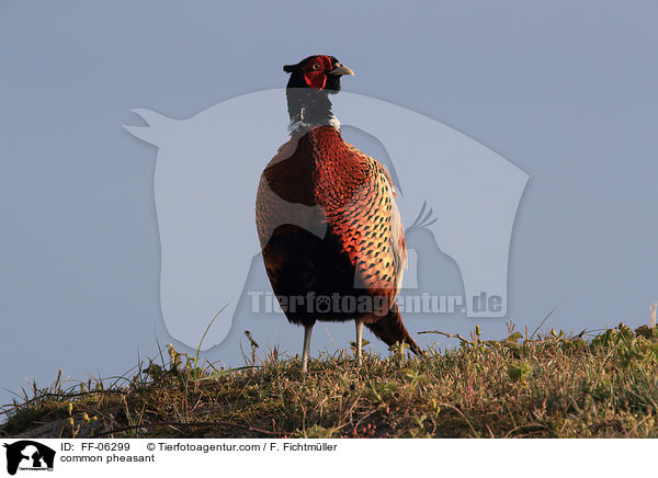 Fasan / common pheasant / FF-06299
