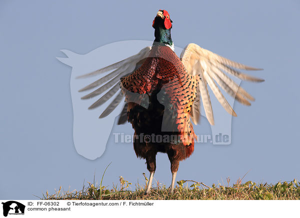 common pheasant / FF-06302