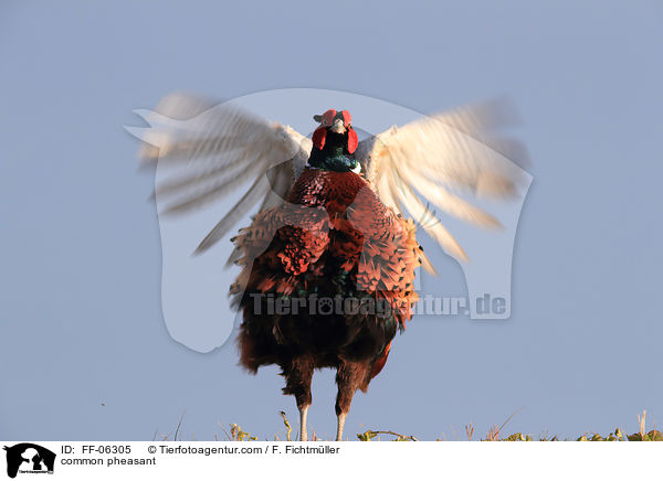 Fasan / common pheasant / FF-06305