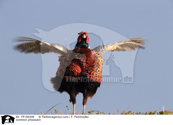 Fasan / common pheasant / FF-06306