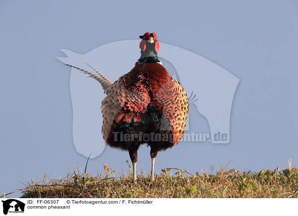 Fasan / common pheasant / FF-06307