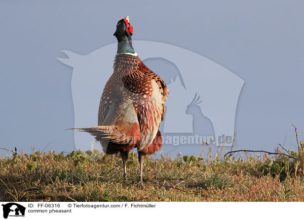 Fasan / common pheasant / FF-06316