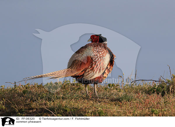 Fasan / common pheasant / FF-06320