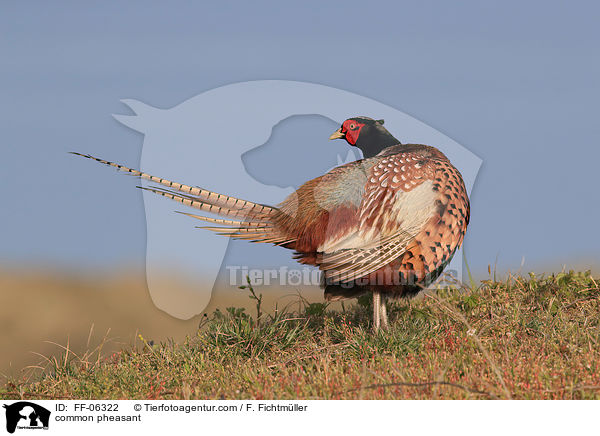 Fasan / common pheasant / FF-06322