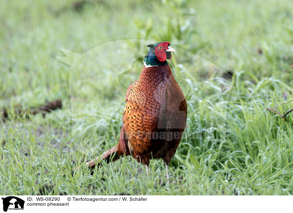 Fasan / common pheasant / WS-08290