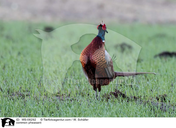common pheasant / WS-08292