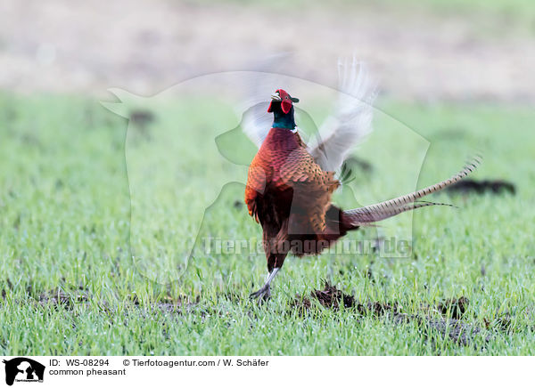 common pheasant / WS-08294