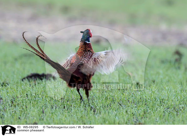 Fasan / common pheasant / WS-08295