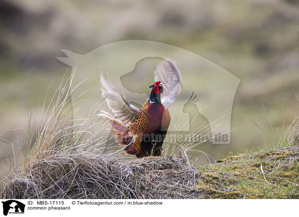 Fasan / common pheasant / MBS-17115
